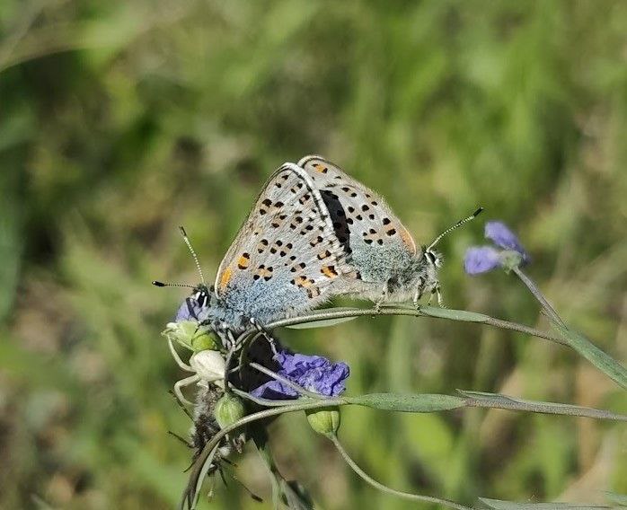 Вчений назвав метелика, який може зникнути у найближчі десятиліття